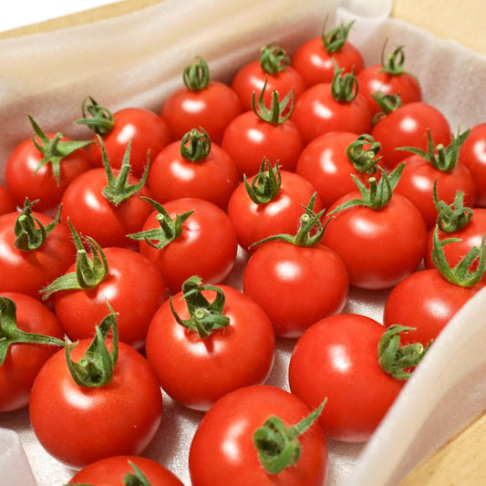 Brimming with sugar content of 10 to 14 degrees! Sweet fruit tomato "Tamamono of the Sun" 1kg