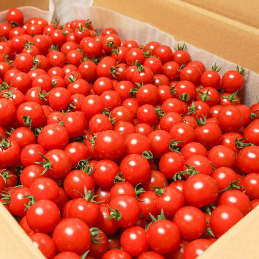 Brimming with sugar content of 10 to 14 degrees! Deep sweet fruit tomato "Tamamono of the Sun" 5kg